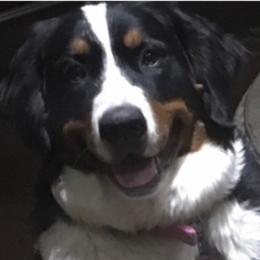 Heidi - Bernese Mountain Dog