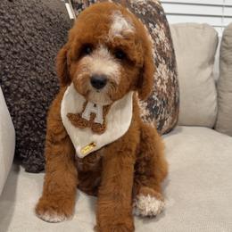 ACE - Red  male Goldendoodle puppy in Anaheim, California from Cuddle Bear Doodles