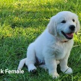 Golden Retriever Puppies from Smokey Mountain English Goldens