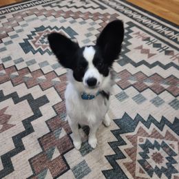 Papillon Puppies from Leslie's Papillons