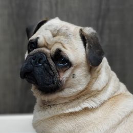 Tator - Pug