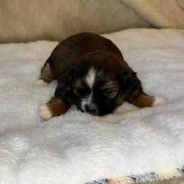 Sabbath - Chocolate male Shih Tzu puppy in Reading, Michigan from You Little Shih-tzu’s 😊