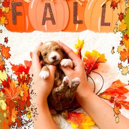 Nala - Apricot female Goldendoodle puppy in Kissimmee, Florida from Poodle Doodle Kennels