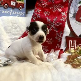 Border Collie and Jack Russell Terrier Puppies from CP FARMS BORDER COLLIES N JACKS CORP