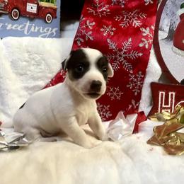 Border Collie and Jack Russell Terrier Puppies from CP FARMS BORDER COLLIES N JACKS CORP