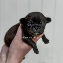 Frankie - Black male Pug puppy in Shady Hills, Florida from Premium Pugs