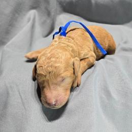 Billy - Red  male Goldendoodle puppy in Georgetown, Tennessee from Georgetown designer and purebred puppies