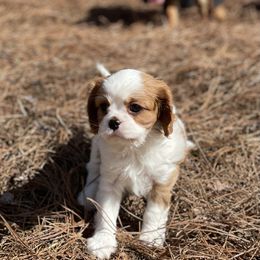 Willie - Blenheim Cavalier King Charles Spaniel puppy in Georgia from Southern Bred Cavaliers