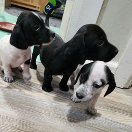 Dachshund Puppies from Snake River Dachshunds