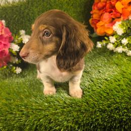 Hershey - Piebald male Dachshund puppy in Buckeye, Arizona from Duran Dachshunds