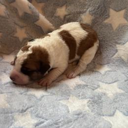 Bluster - Brown and white male Saint Berdoodle puppy in Traverse City, Michigan from Bare Paws Saint Berdoodles