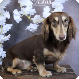 Einstein - Dachshund