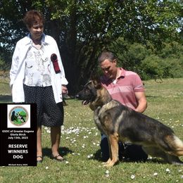German Shepherd All Grown Up from Peristar