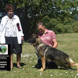 German Shepherd All Grown Up from Peristar