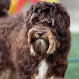 Lager - Australian Labradoodle