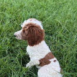 Knox - Parti male Poodle puppy in Osyka, Mississippi from Southern Sunshine Standards