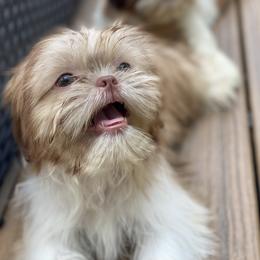 Girl 2 Bella - Liver and white female Shih Tzu puppy in Troy, Michigan from "Shihtzu Best Friend"