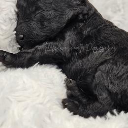 Black Betty - Black female Poodle puppy in Coolidge, Arizona from Effervescent-Pooches