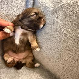 Latte - Red and tan female Shih Tzu puppy in Ocala, Florida from Yorkie  And Shih Tzu Love