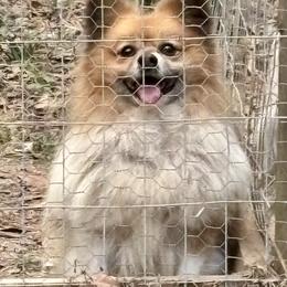 Bentley - Orange parti male Pomeranian puppy in Skipperville, Alabama from Nay Nay’s Babies