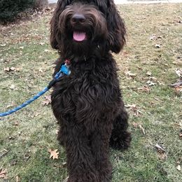 Australian Labradoodles from Heartland Australian Labradoodles