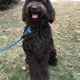 Australian Labradoodles from Heartland Australian Labradoodles
