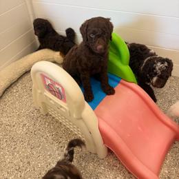 Miles - Chocolate male Goldendoodle puppy in Soddy Daisy, Tennessee from The W Doods