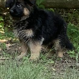 German Shepherd Puppies from Golly-G German Shepherds