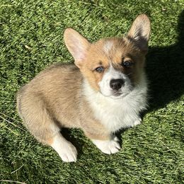 Meteor - Red male Pembroke Welsh Corgi puppy in Salisbury, Maryland from Coastal Corgis