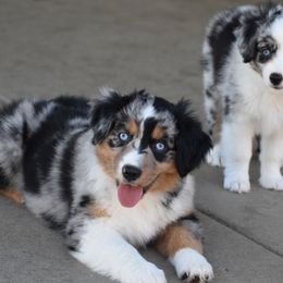 Miniature Australian Shepherds from Legends Miniature and Toy Australian Shepherds
