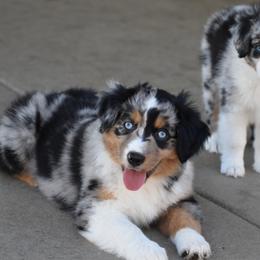 Miniature Australian Shepherds from Legends Miniature and Toy Australian Shepherds