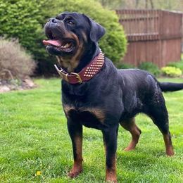 Electra - Rottweiler