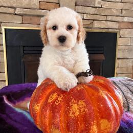 Pam Ravenscroft - Red roan female Cockapoo puppy in Holton, Indiana from MoonShine Babies / OZ