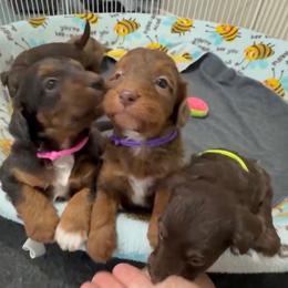 Sofie's Girls - Red female Aussiedoodle puppy in Burkesville, Kentucky from Bline’s Awesome Aussies, Aussiedoodles & Doxies at the Bline Family Farm
