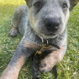 Australian Cattle Dog Puppies from DoReMi ACDs