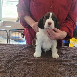 English Springer Spaniels from Karen's English Springer Spaniels