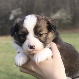 Robin - Sable female Pembroke Welsh Corgi puppy in Fayetteville, Arkansas from Intergalactic Corgis