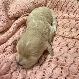 Savannah - Cream female Cavapoo puppy in Athens, Georgia from Sandy Cross Kennels
