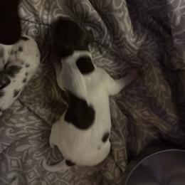 Green - White and liver male German Shorthaired Pointer puppy in Spencer, Massachusetts from Outback Kennels