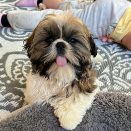 Hunter - Gold and white male Shih Tzu puppy in Port Orchard, Washington from Bayview Shih Tzu