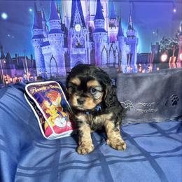 Beast (Adam) - Black and tan male Cavapoo puppy in Modesto, California from Molly n Friends
