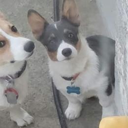 American Corgis and Pembroke Welsh Corgis from Dee Lux Performance Horses & Corgis