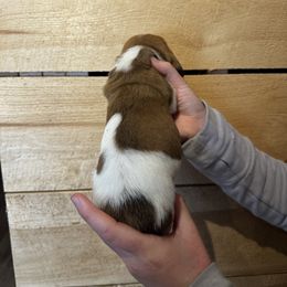 Female 4 - Mahogany and white female Basset Hound puppy in Lindley, New York from Hill Top Basset Hounds & Cane Corso