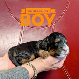 Gooseberry - Tri-color male Bernedoodle puppy in Cambridge, Minnesota from Country Meadow Doodles