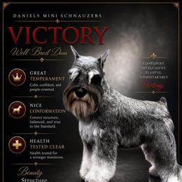 Victory - Miniature Schnauzer
