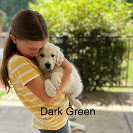 Golden Retriever Puppies from Silver Morning Farm