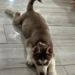 Alastor - Red and white male Siberian Husky puppy in Lakeland, Florida from Ice Blue Legacy Siberians Huskies