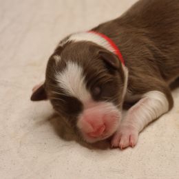 Red Collar - Red male Border Collie puppy in Courtland, Alabama from C Bar C Ranch Border Collies