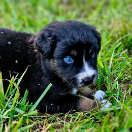 Freedom - Black tri-color female Australian Shepherd puppy in Silex, Missouri from Small Town Australian Shepherds