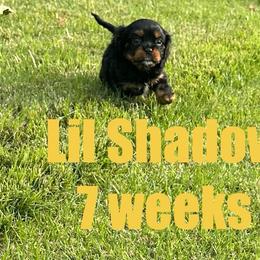 Shadow - Black and tan male Cavalier King Charles Spaniel puppy in Broken Arrow, Oklahoma from Cavalier King Charles Heartland
